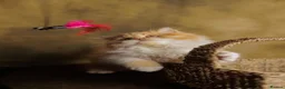 British Longhair cats for sale: Beautiful British Longhair Boy – Leo❤️ - Advert 7