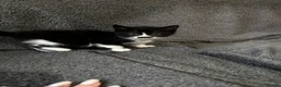Mixed Breed cats for sale: 3 Gorgeous kittens black and white.  - Advert 2