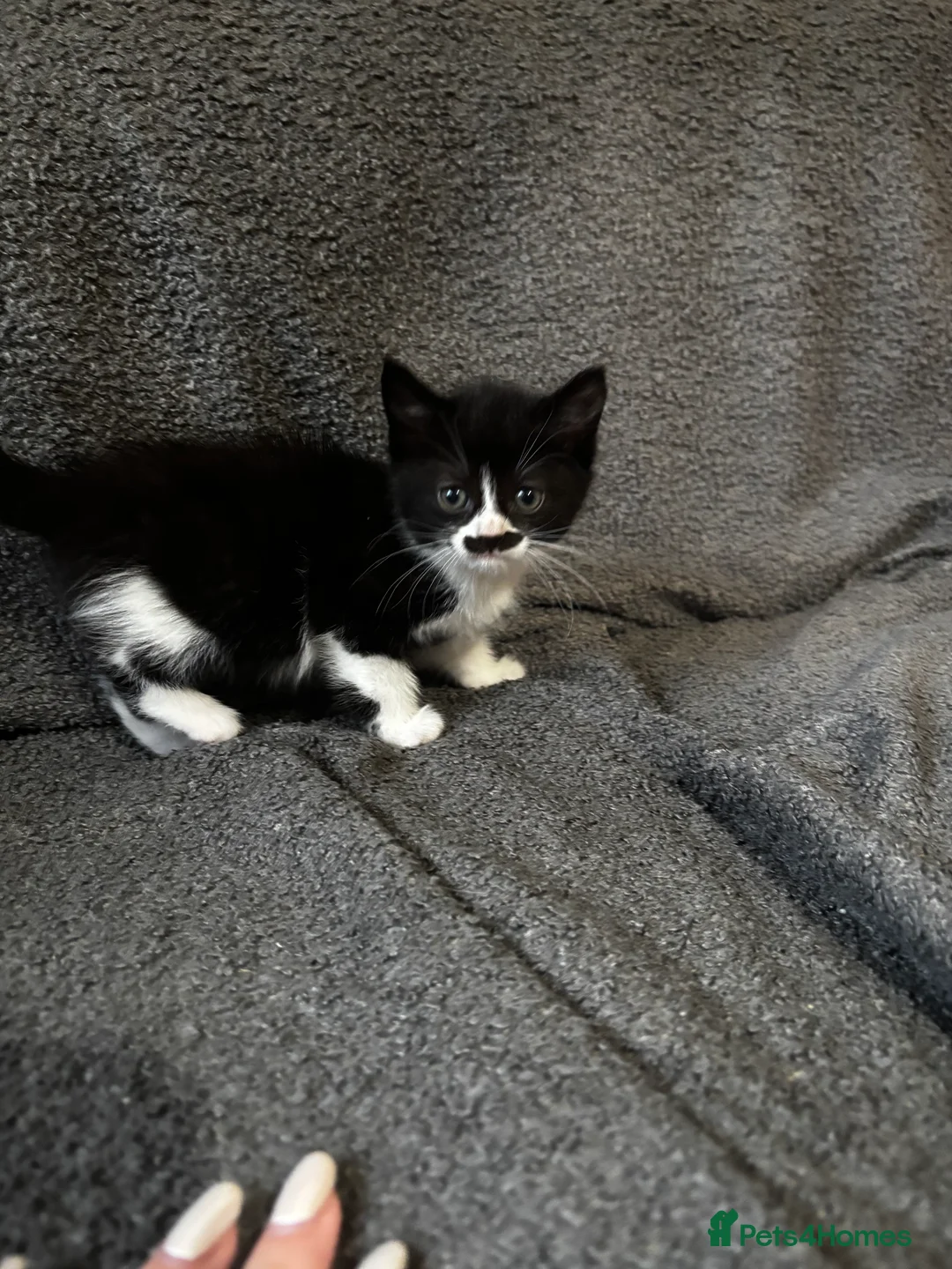 Mixed Breed cats for sale: 3 Gorgeous kittens black and white.  - Advert 2