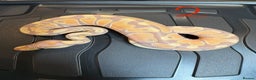 Python Snake reptiles for sale: Royal python - Advert 2