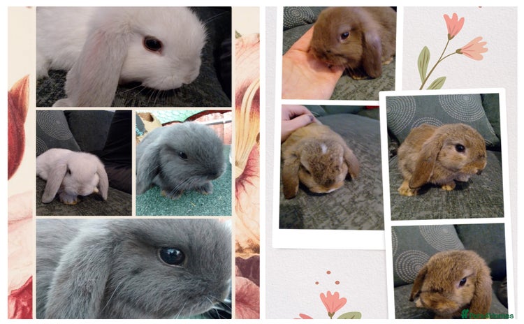 Mini Lop rabbits - Advert 2