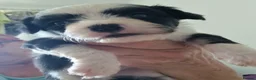 Chinese Crested dogs for sale: Chinese Crested Powder Puff Puppies – Ready Now 🐾 - Advert 2
