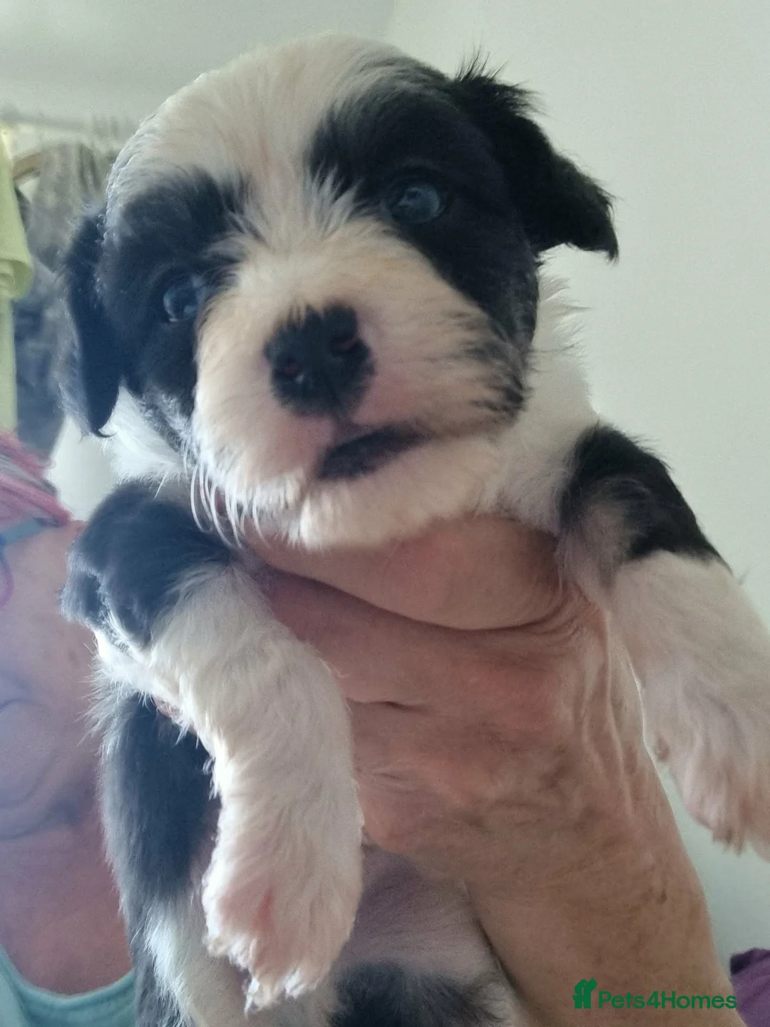 Chinese Crested dogs for sale: Chinese Crested Powder Puff Puppies – Ready Now 🐾 - Advert 2