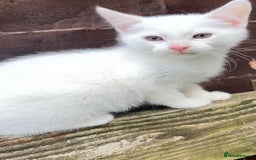 Turkish Angora cats for sale: Adorable 8-Week-Old Kittens looking for home 🐾 - Image 7