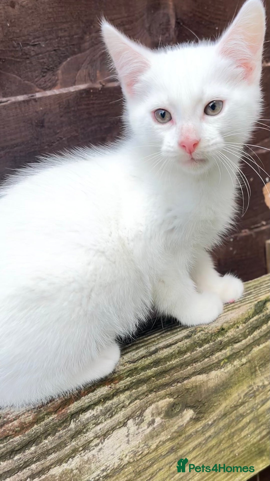Turkish Angora cats for sale: Adorable 8-Week-Old Kittens looking for home 🐾 - Image 7