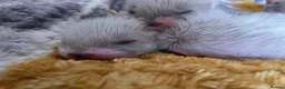 Ferret rodents for sale: Kitts for sale all jills in Walsall - Advert 3
