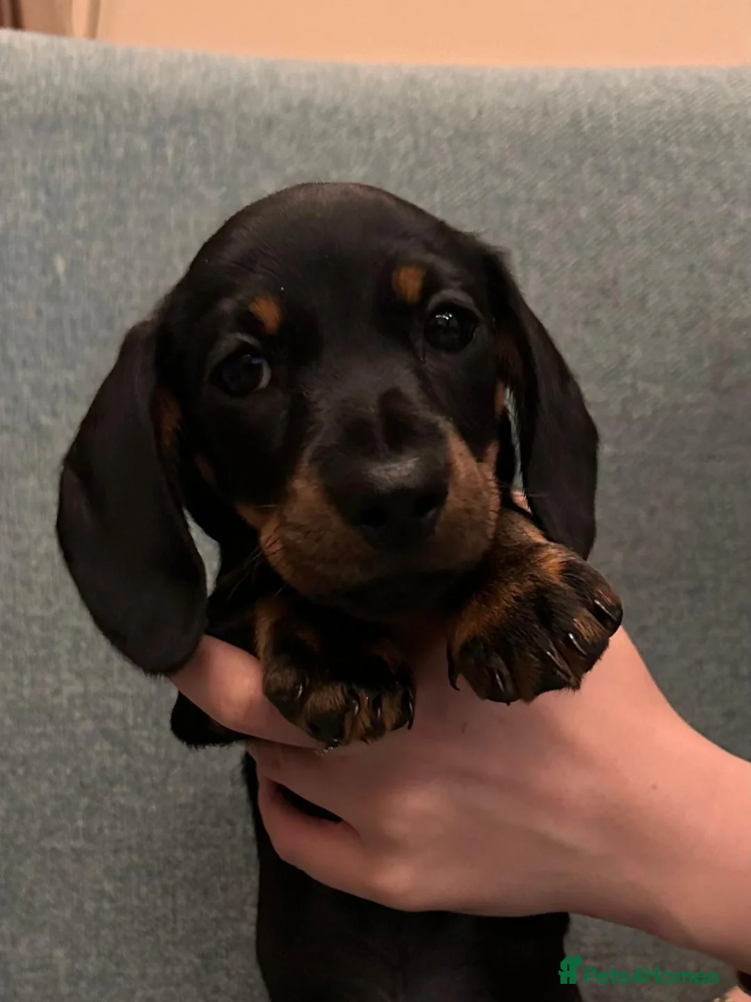 Dachshund dogs for sale: Beautiful Dachshund miniature  - Advert 7