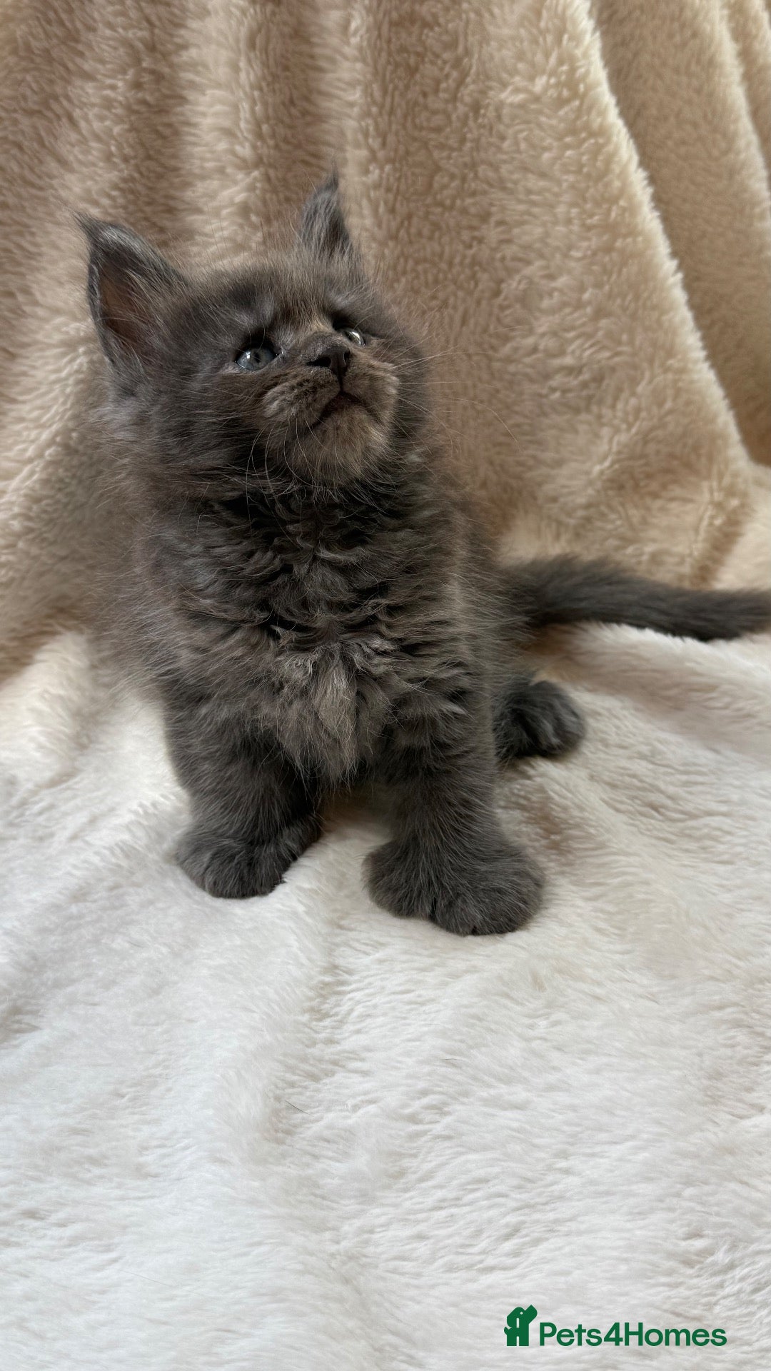 Maine Coon cats Beautiful litter of 7 Maine Coon kittens  - Advert 7