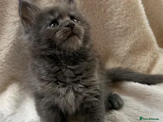 Maine Coon cats Beautiful litter of 7 Maine Coon kittens - Advert 4