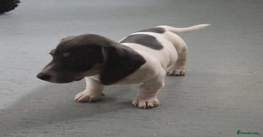 Miniature Dachshund dogs - Advert 5