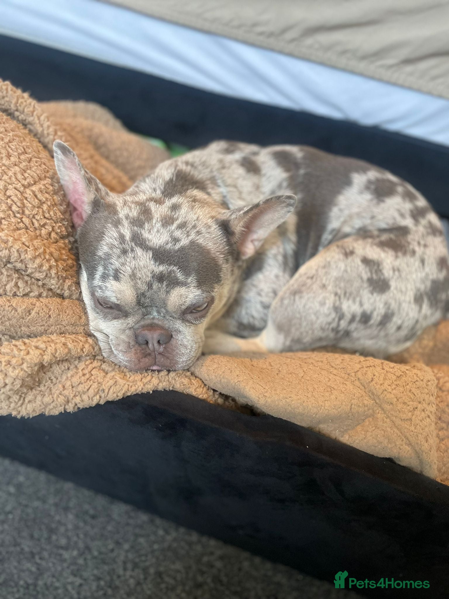 French Bulldog dogs French bulldog puppies  - Advert 1