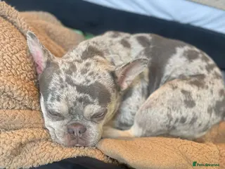 French Bulldog dogs French bulldog puppies - Advert 1