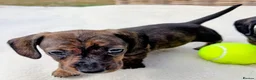 Miniature Dachshund dogs for sale: Miniature Dachshund  - Advert 6