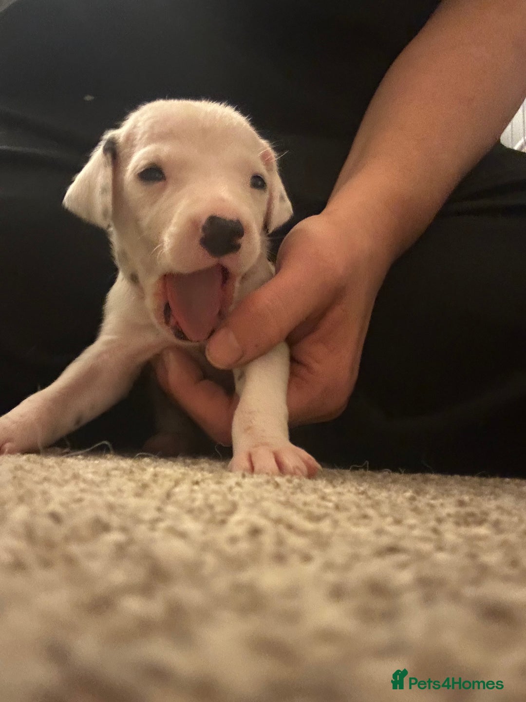 Dalmatian dogs for sale: Beautiful boys, BAER tested full hearing  - Advert 4