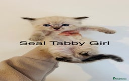 Ragdoll cats for sale: LAST ONE! Pedigree Ragdoll Kittens - REDUCED  - Image 13