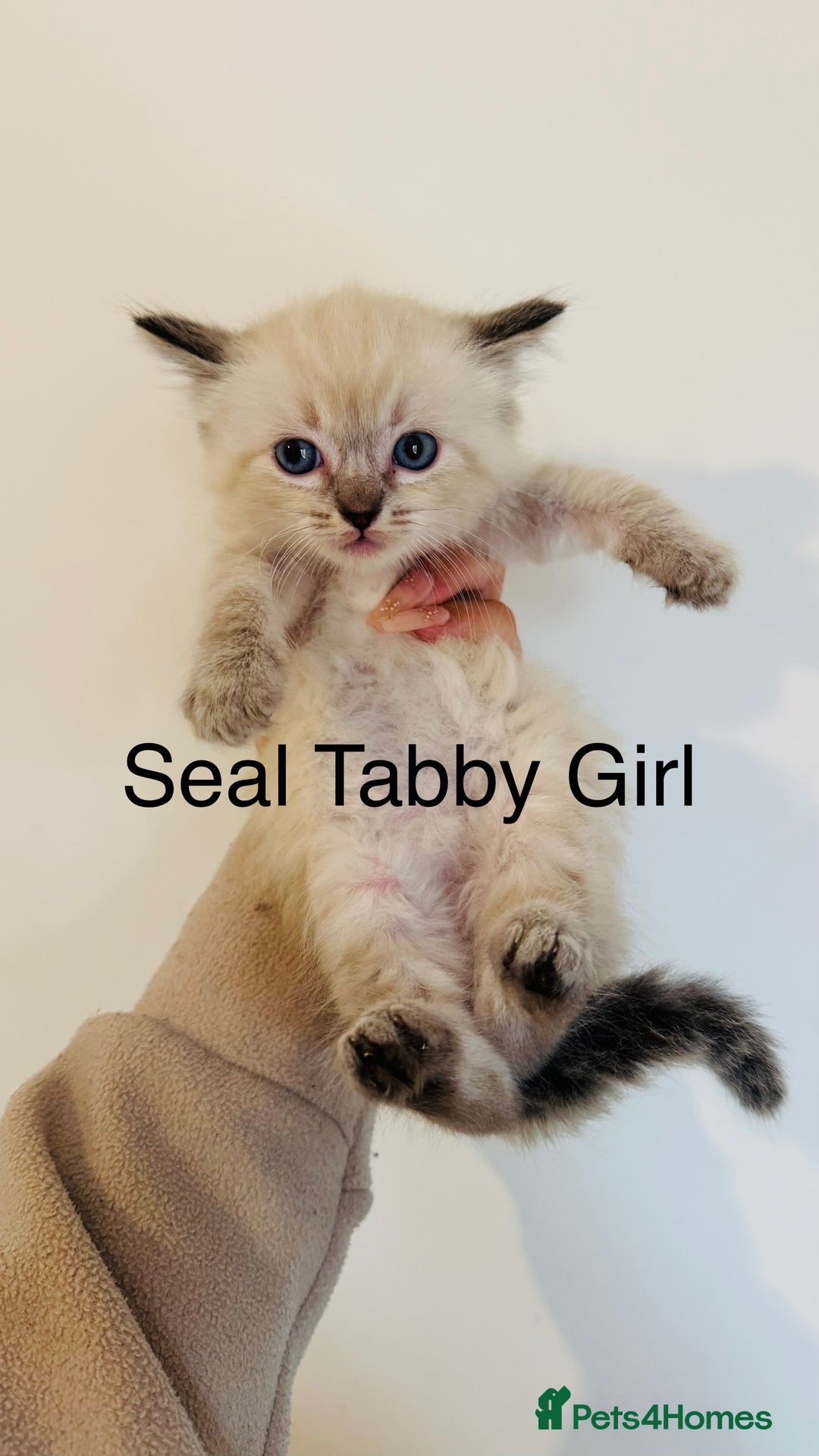 Ragdoll cats for sale: LAST ONE! Pedigree Ragdoll Kittens - REDUCED  - Image 13