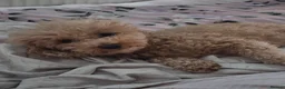 Toy Poodle dogs for sale: Beautiful homebred red toy poodle puppys - Advert 4