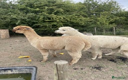 Alpaca livestock for sale: 2 gelded alpaca boys looking for a new home. - Image 4
