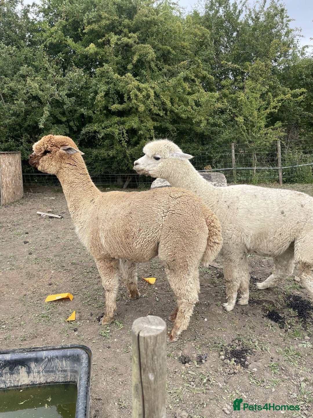 Alpaca livestock for sale: 2 gelded alpaca boys looking for a new home. - Image 4