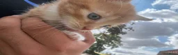 Mixed Breed cats for sale: 5 gorgeous kittens for sale  - Advert 3