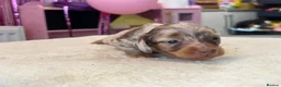 Miniature Dachshund dogs for sale: Tiny KC Long Haired Dachshunds  Chocolate & Dapple - Advert 23