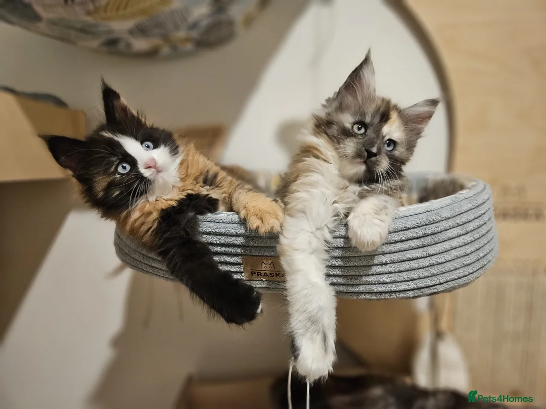 Maine Coon cats for sale: Maine coon kittens  - Advert 27