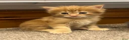 Maine Coon cats for sale: Maine coon kittens - Advert 16