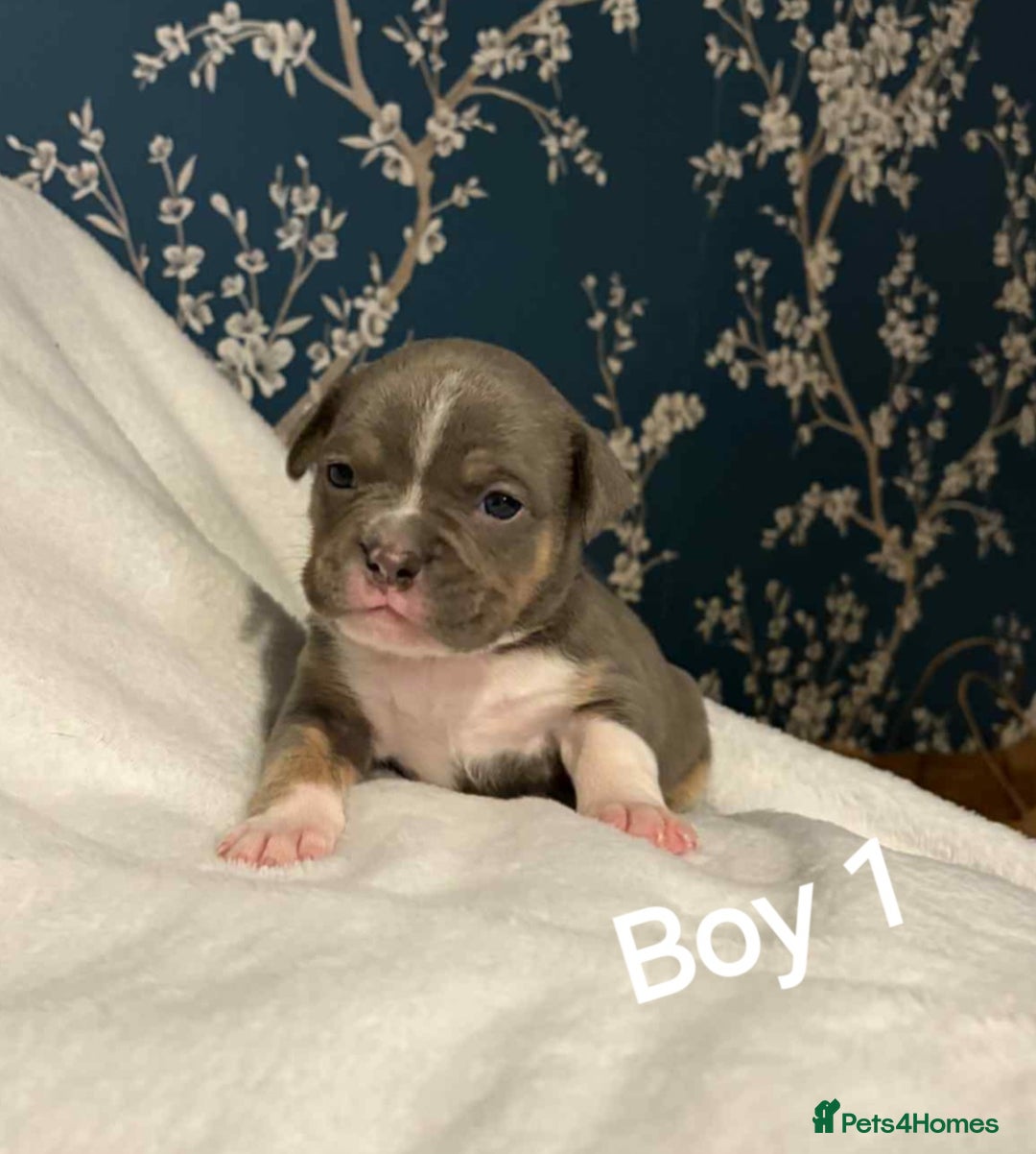 American Bully dogs for sale: Pocket bully - Advert 12