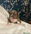 American Bully boy 1