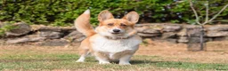 Welsh Corgi Pembroke dogs for sale: Beautiful Welsh Pembroke corgi female  - Advert 15