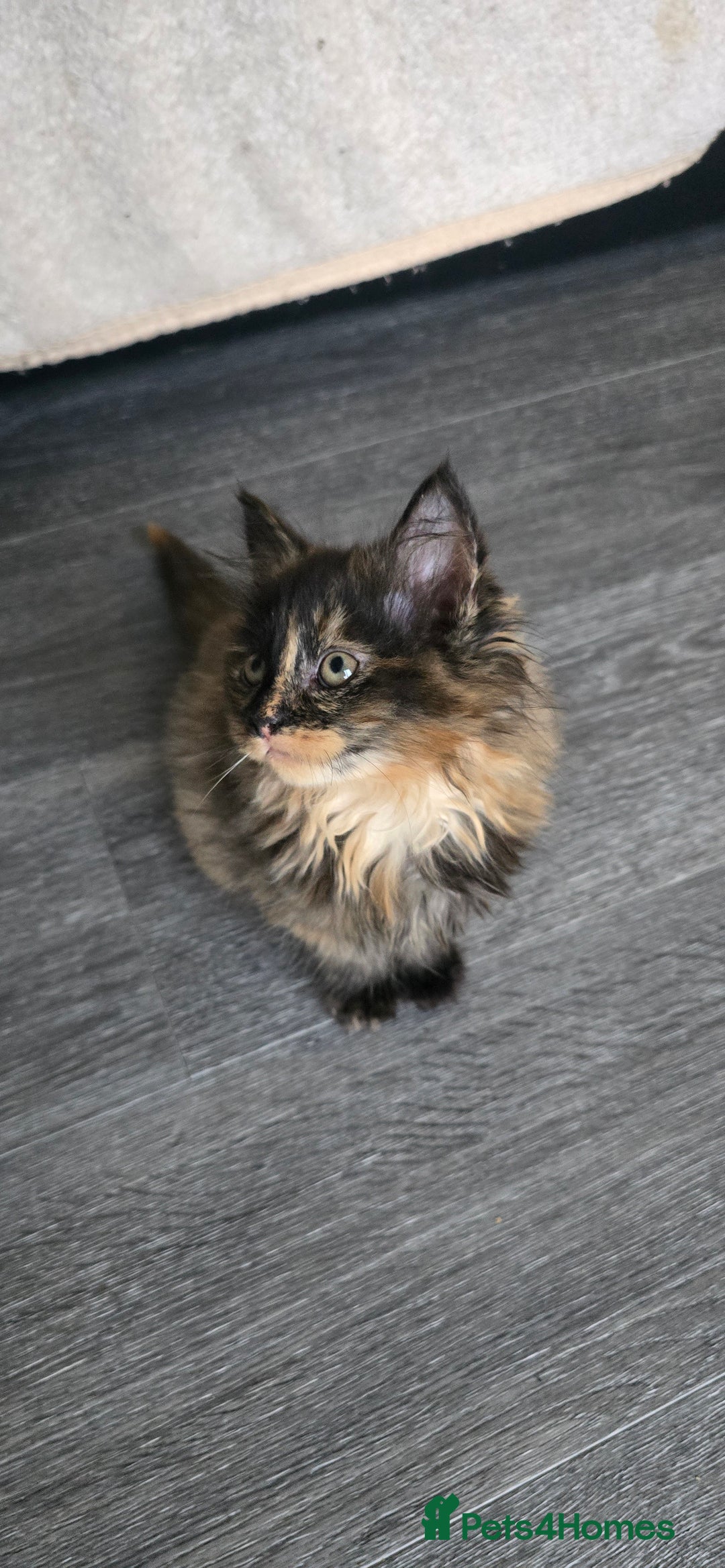 LaPerm cats for sale: 8 Laperm mix kittens, curly & long-haired - Advert 11