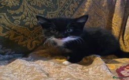 Mixed Breed cats for sale: Five adorable kittens for sale.  - Advert 3