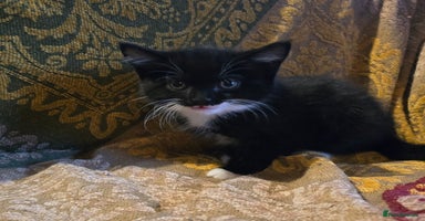 Mixed Breed cats Five adorable kittens for sale.  - Advert 4