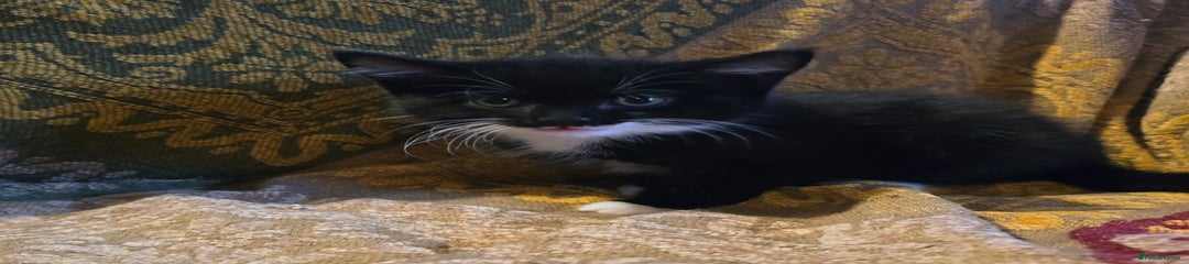 Mixed Breed Kitten 3