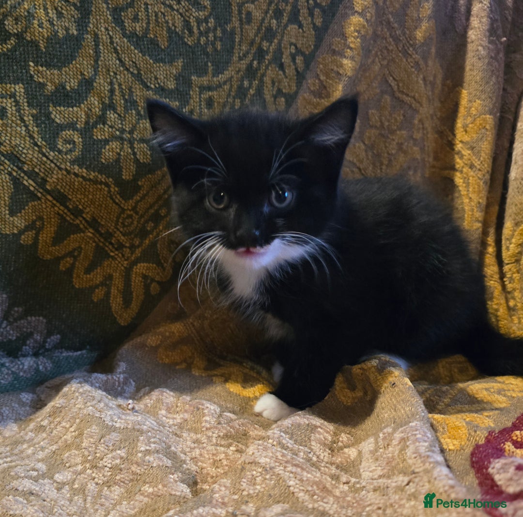 Mixed Breed cats for sale: Five adorable kittens for sale.  - Advert 3