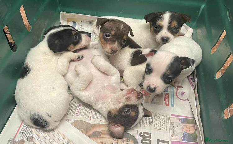 Jack Russell dogs Jack Russell Puppies - Advert 1