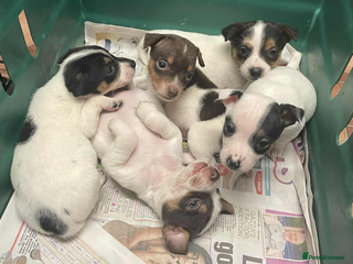 Jack Russell dogs Jack Russell Puppies - Advert 4
