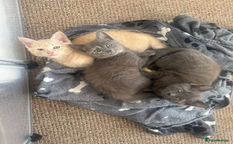 Domestic Shorthair cats - Advert 3