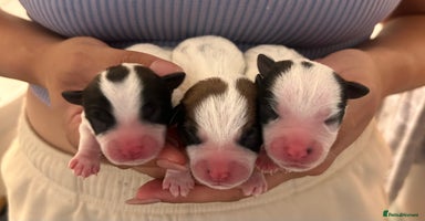 Jack Russell dogs - Advert 7