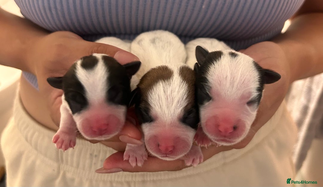 Jack Russell dogs for sale: KC Registered Jack Russell Puppies - Image 3