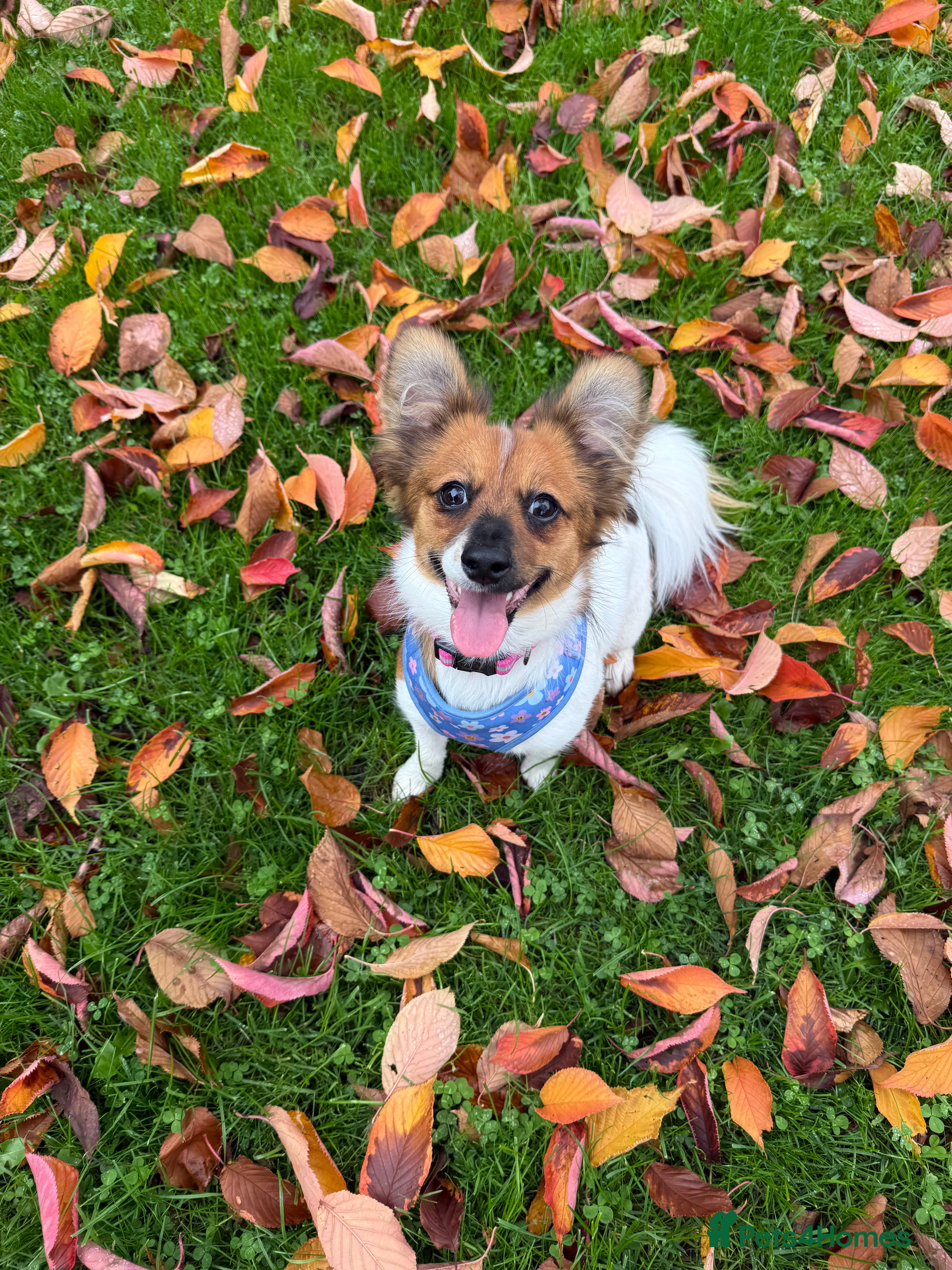 Mixed Breed dogs Pip- Pom Jack - Advert 10