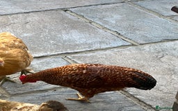 Chickens poultry for sale: 3 beautiful cockerels to rehome  - Image 6