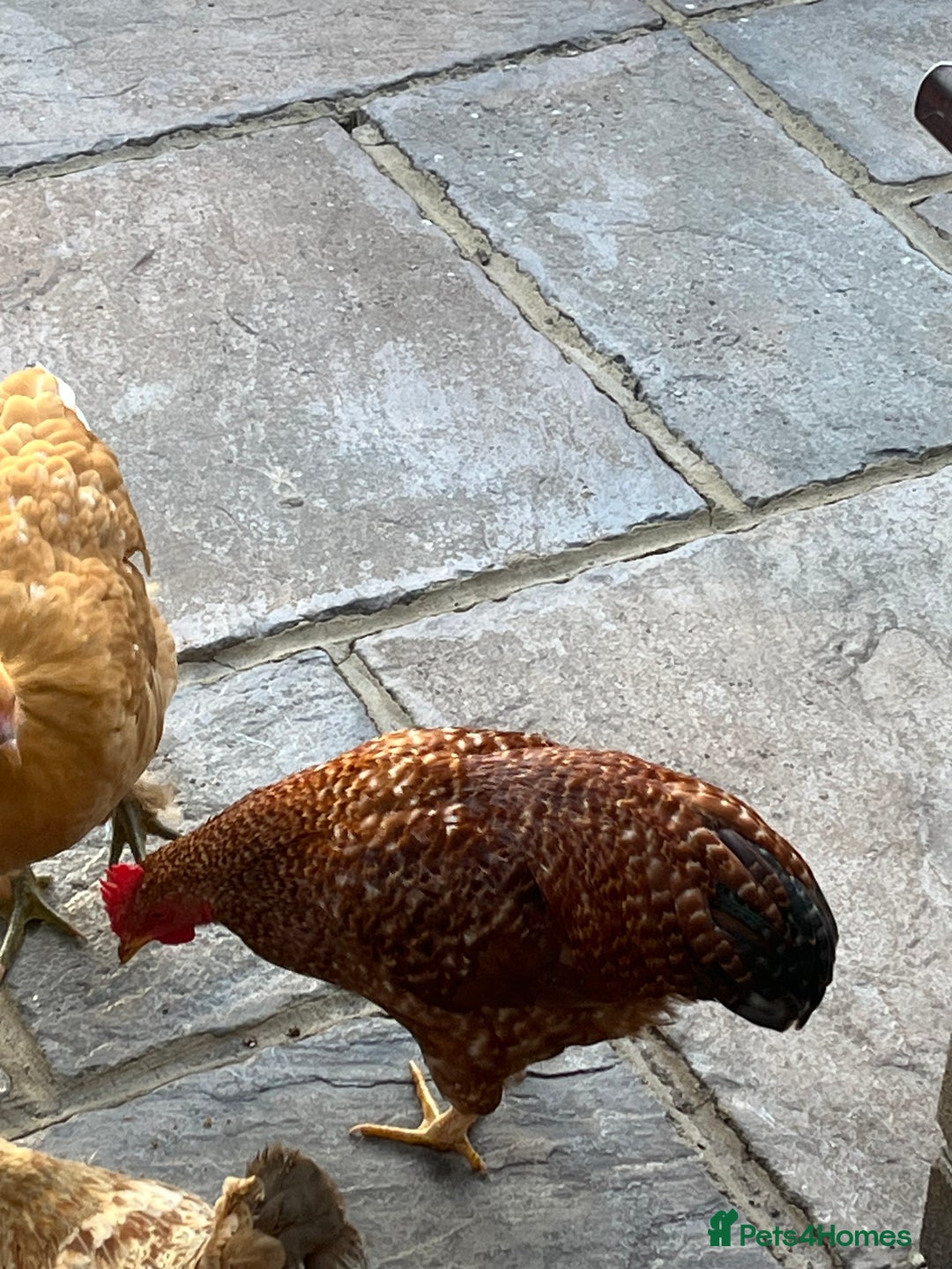 Chickens poultry for sale: 3 beautiful cockerels to rehome  - Image 6