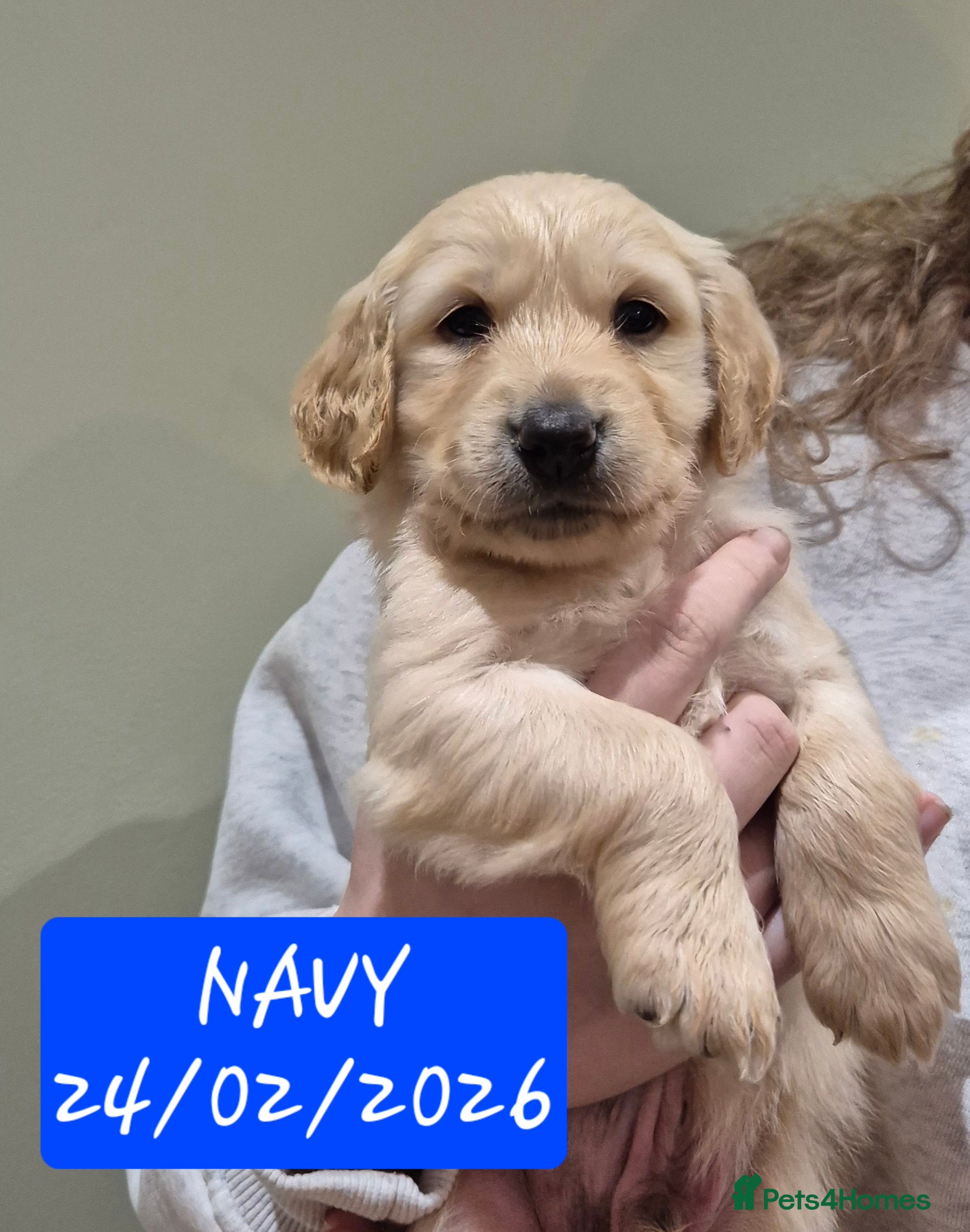 Goldendoodle dogs F1B Goldendoodle puppies. 2 LEFT! 22/02/2026 - Advert 5