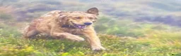 Golden Retriever dogs for sale: A happy healthy family companion  - Advert 24