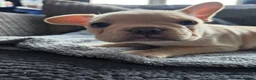 French Bulldog dogs for sale: French bulldog Puppies.  - Advert 19