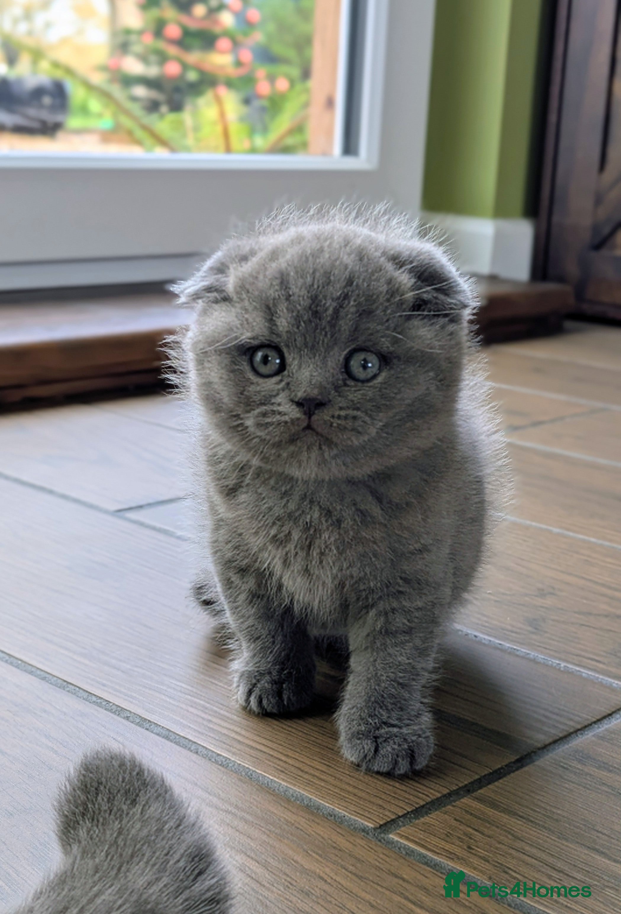Scottish Fold cats TICA Reg, Pedigree Scottish Fold male kitten - Advert 16