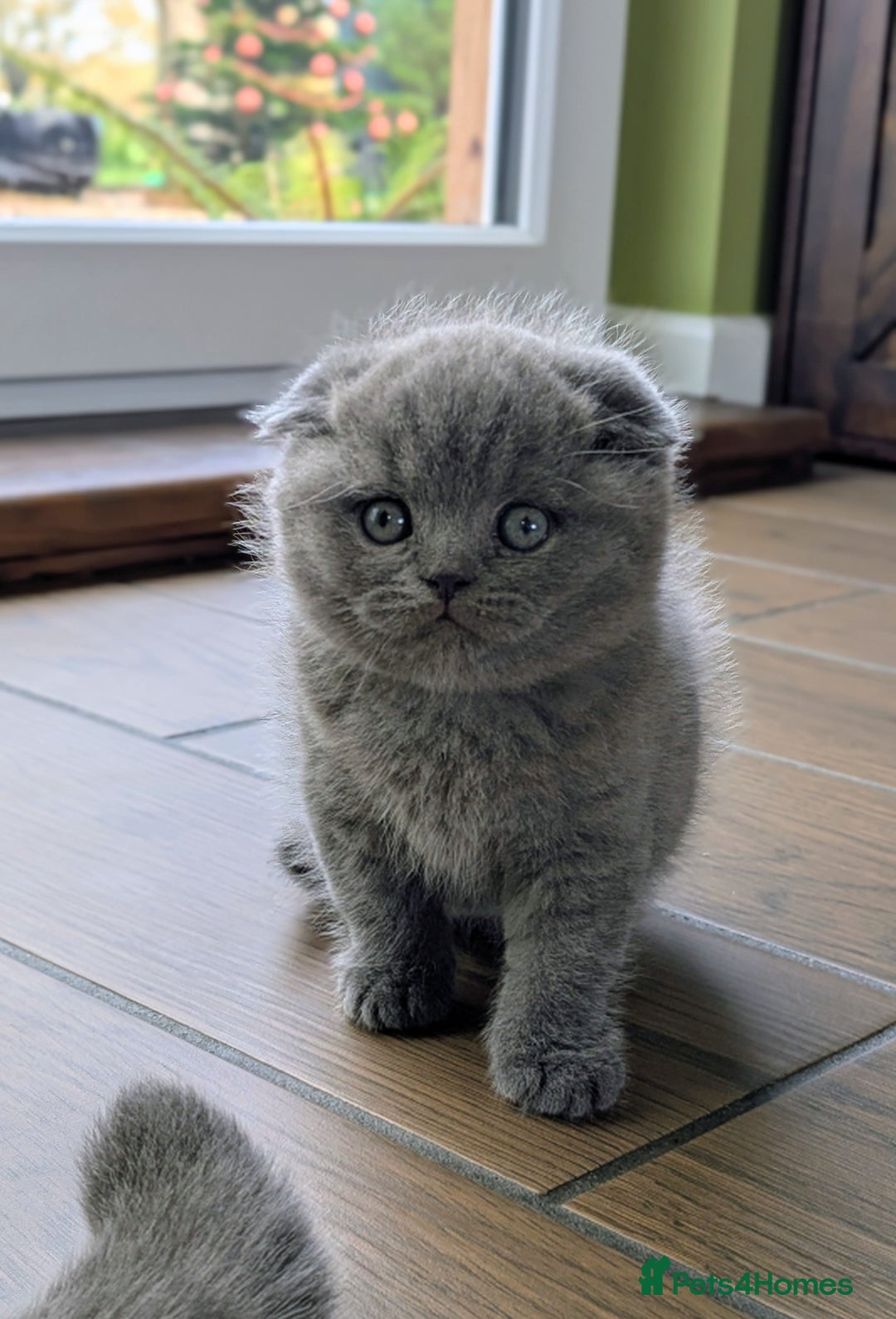 Scottish Fold cats for sale: TICA Reg, Pedigree Scottish Fold male kitten - Advert 1