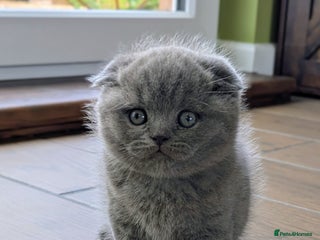 Scottish Fold cats TICA Reg, Pedigree Scottish Fold male kitten - Advert 1