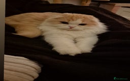 Scottish Fold cats for sale: Scottish Fold -  Long Hair - Image 6